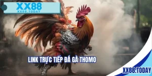 link trực tiếp đá gà thomo